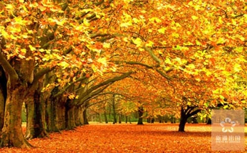 用事实说话,温州新通出国金秋十月喜讯频传